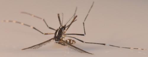 Aedes albopictus